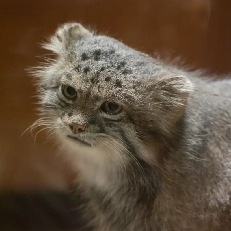 恩賜上野動物園のクリョンの写真