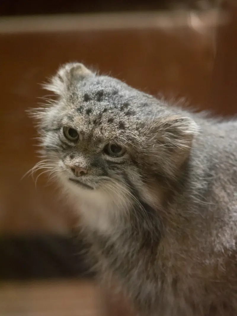 恩賜上野動物園のクリョンの写真