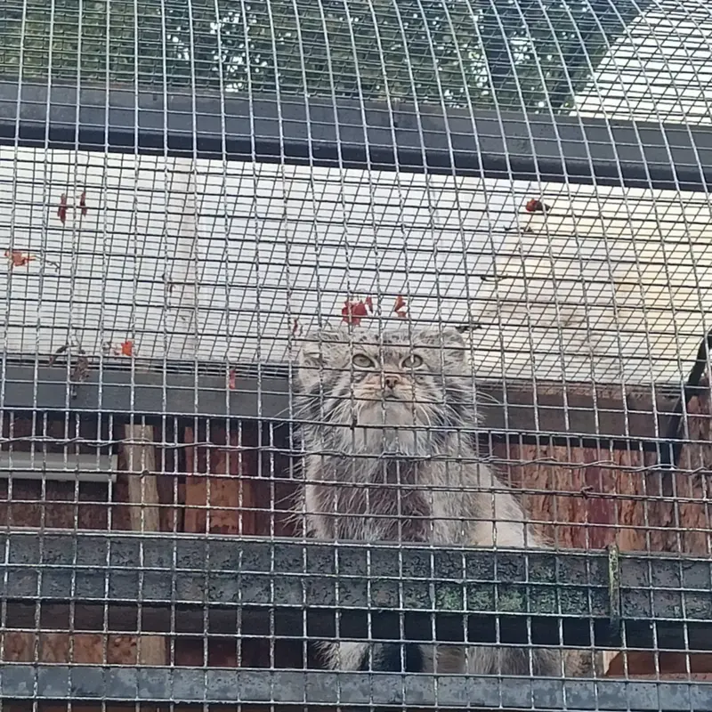 マヌルネコの写真