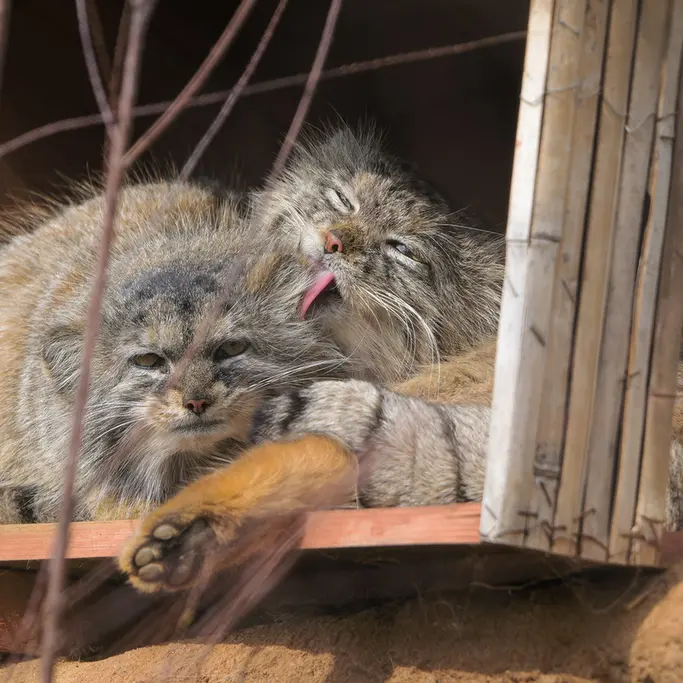 プラハ動物園のプリンセッサとスパイの写真