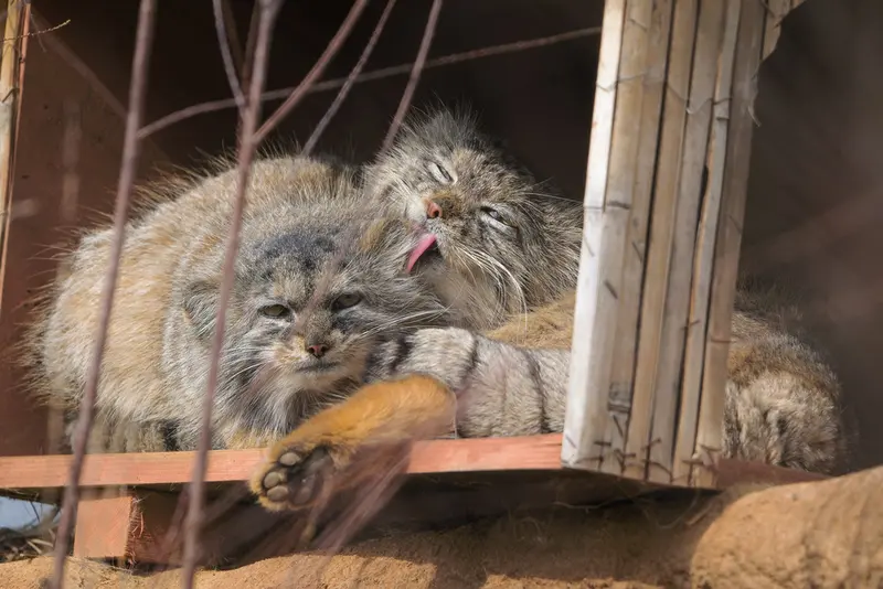プラハ動物園のプリンセッサとスパイの写真