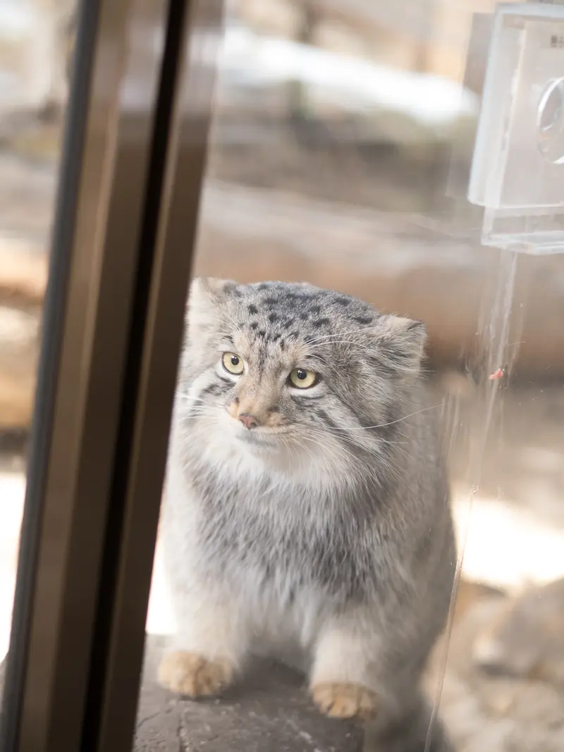 那須どうぶつ王国のナゴムの写真