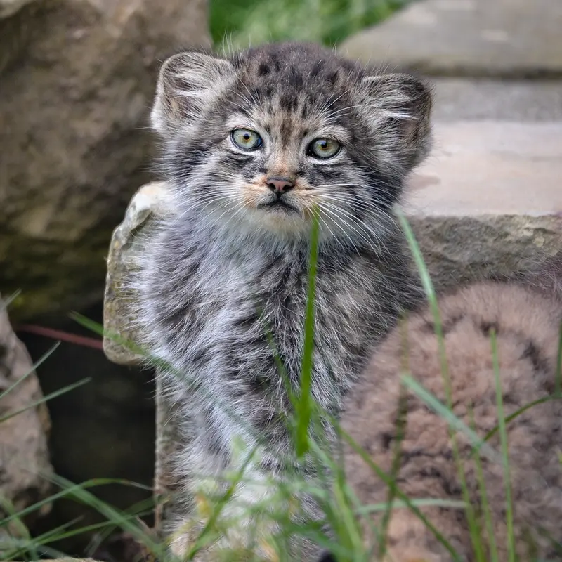 ポート・リムプネ・ワイルド・アニマル・パークのナムーの子猫 b. 2026 Ⅱの写真