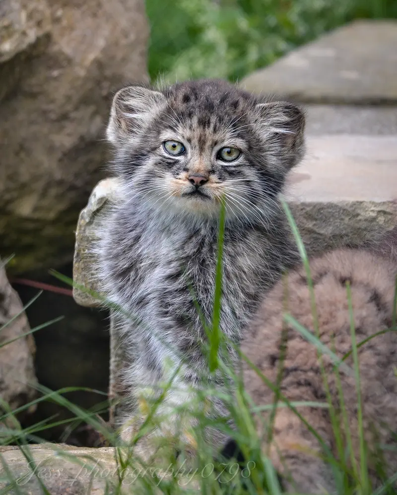 ポート・リムプネ・ワイルド・アニマル・パークのナムーの子猫 b. 2026 Ⅱの写真