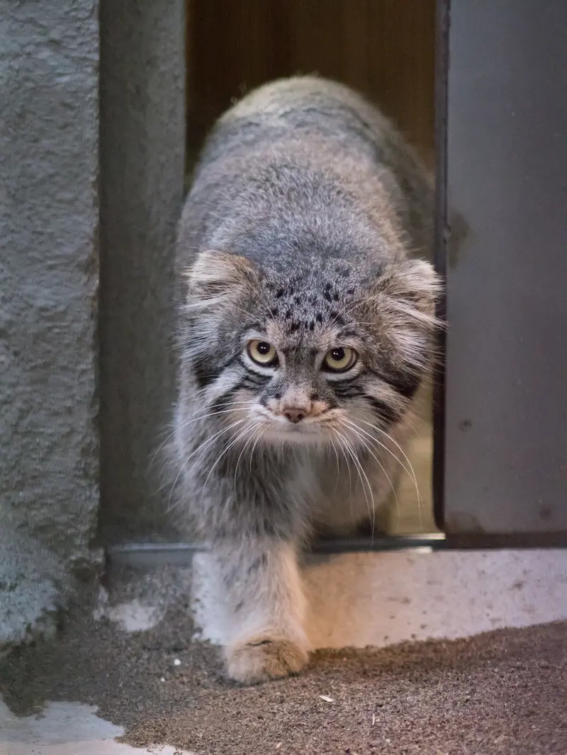野毛山動物園のフィーガの写真