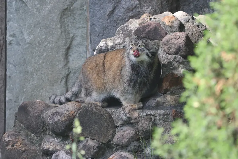 モスクワ動物園のティモフェイの写真