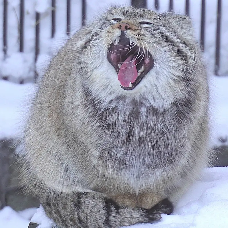 ノヴォシビルスク動物園のシルヴェスターの写真