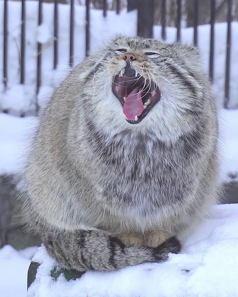 ノヴォシビルスク動物園のシルヴェスターの写真