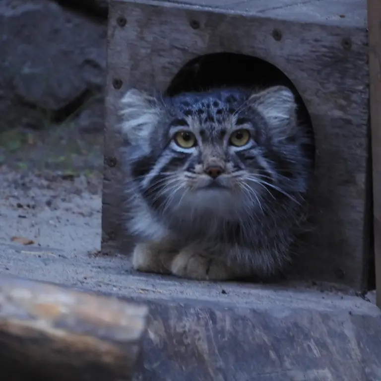 ノヴォシビルスク動物園のメンスの写真