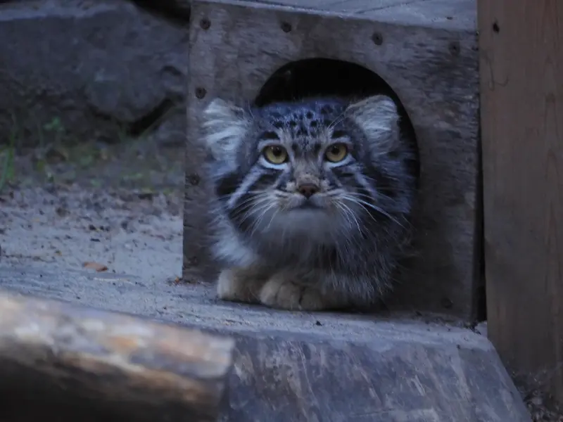 ノヴォシビルスク動物園のメンスの写真