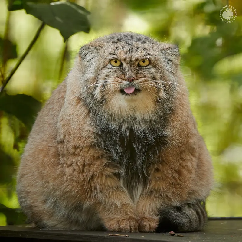 ザールブリュッケン動物園のカルプソの写真