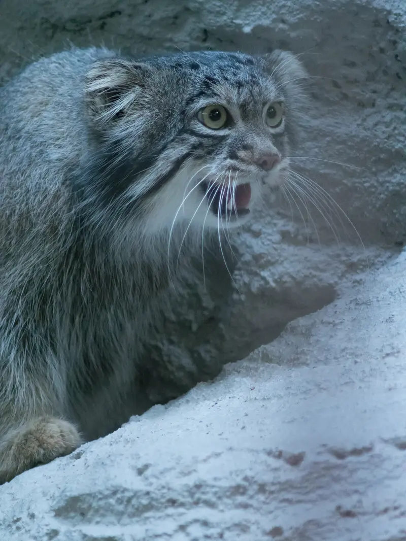 野毛山動物園のフィーガの写真