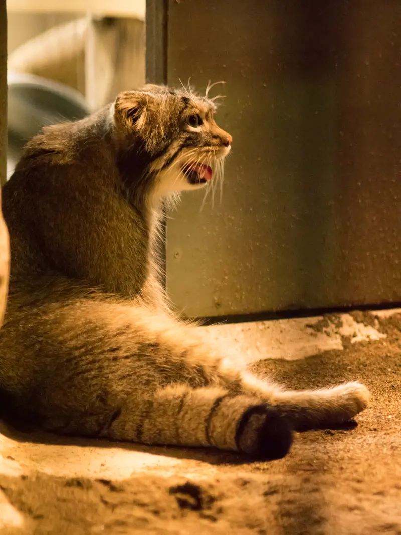 野毛山動物園のフィーガの写真