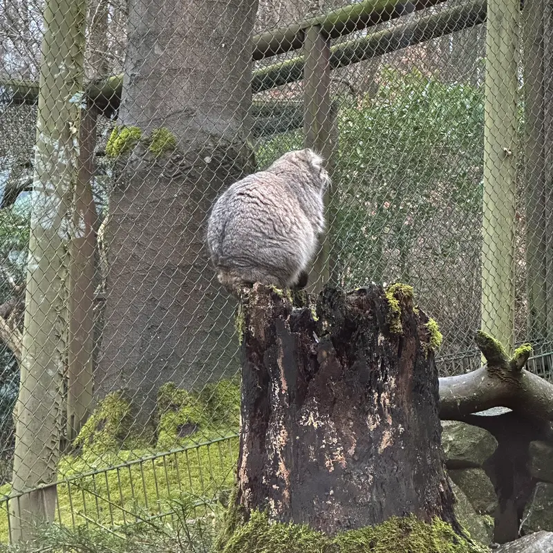 オペル動物園のバトゥの写真
