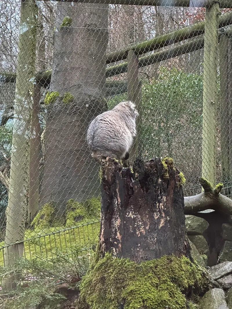 オペル動物園のバトゥの写真