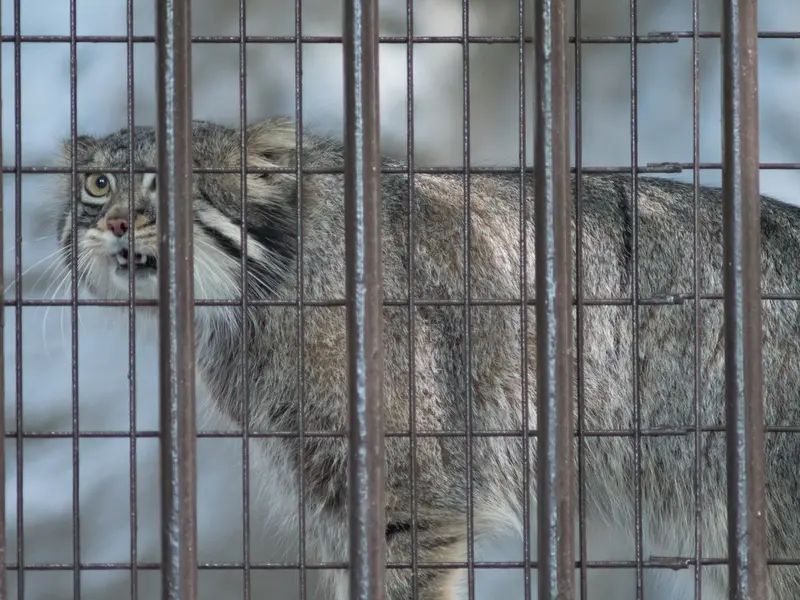 野毛山動物園のフィーガの写真