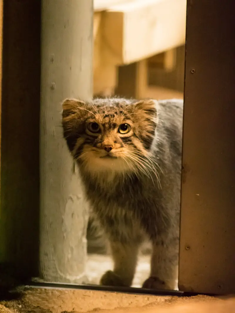 野毛山動物園のフィーガの写真
