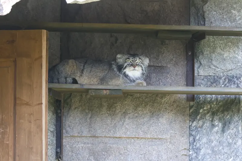 モスクワ動物園のティモフェイの写真