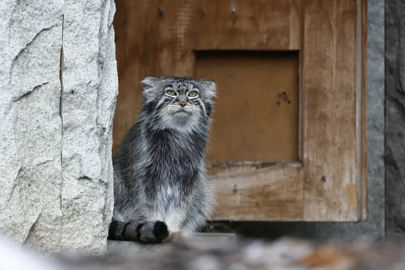 モスクワ動物園のティモフェイの写真
