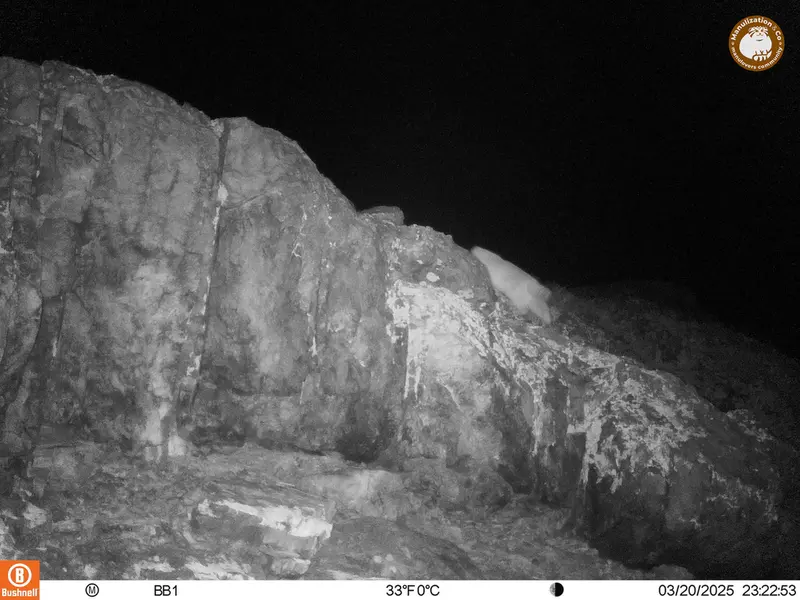 アクタス＝クンコラ［新］カメラトラップで撮影したOtocolobus manul manulの写真