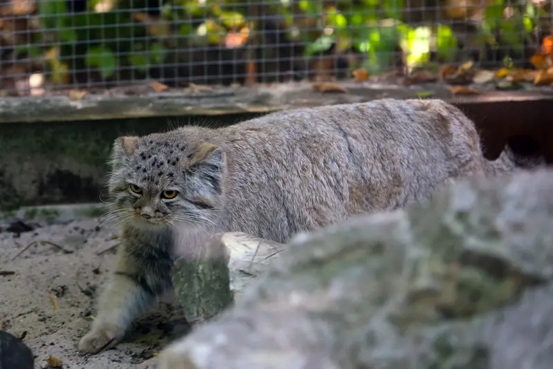 コシツェ動物園のアラニの子（2026年生まれ）Ⅰの写真