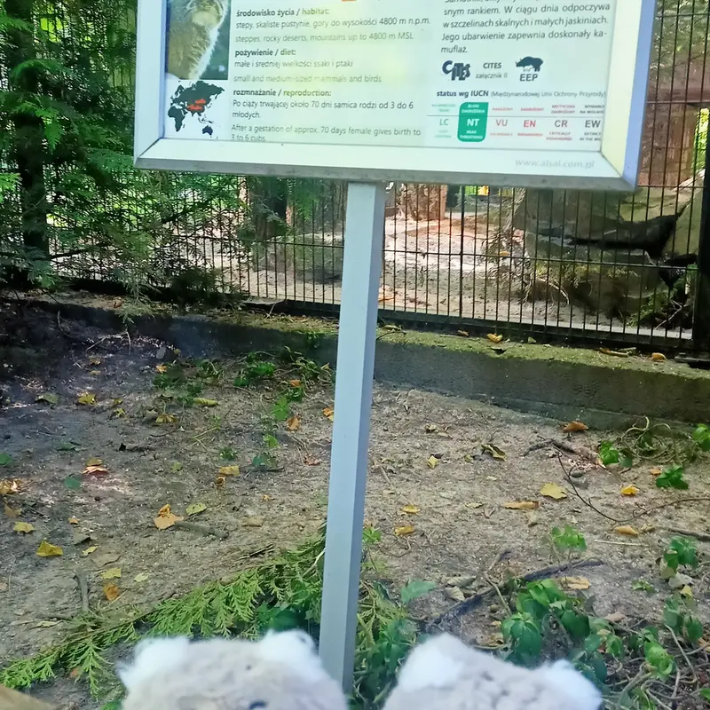 クラクフ動物園のマヌルネコの写真