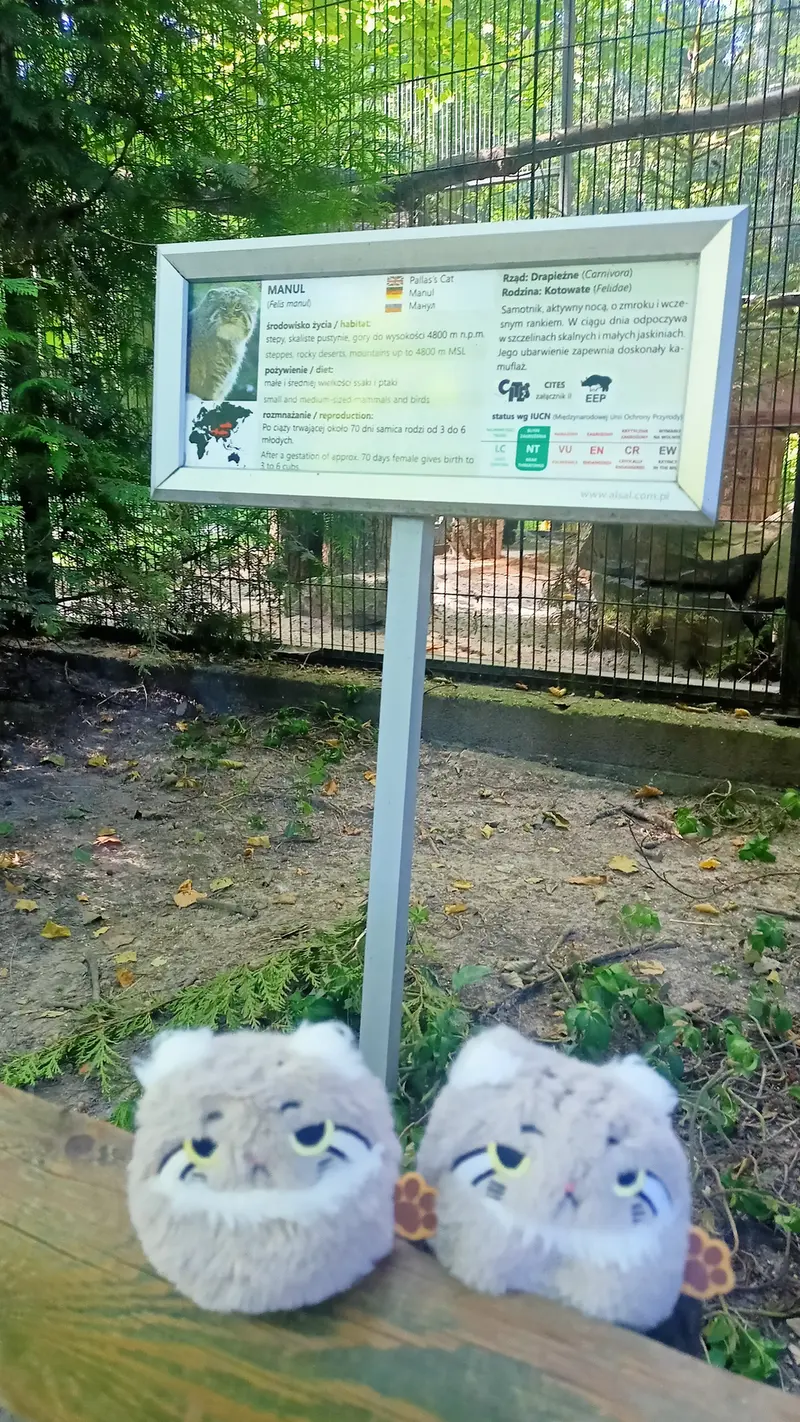 クラクフ動物園のマヌルネコの写真