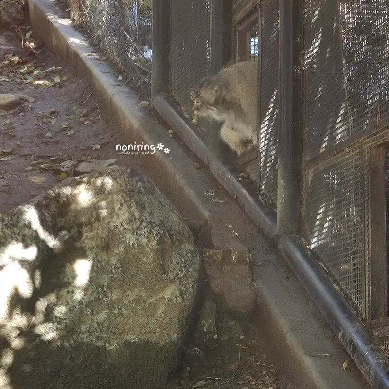 プエブロ動物園のオリーブの写真