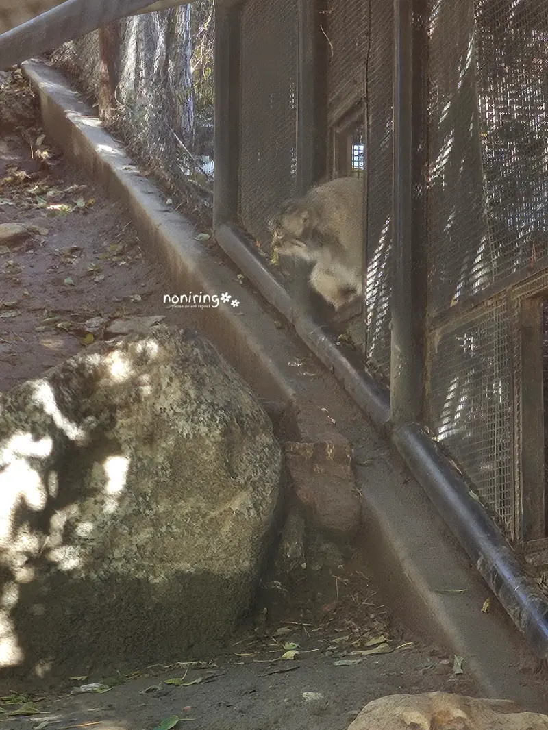 プエブロ動物園のオリーブの写真