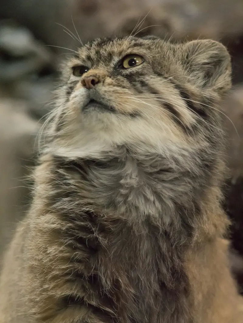 恩賜上野動物園のプリームラの写真