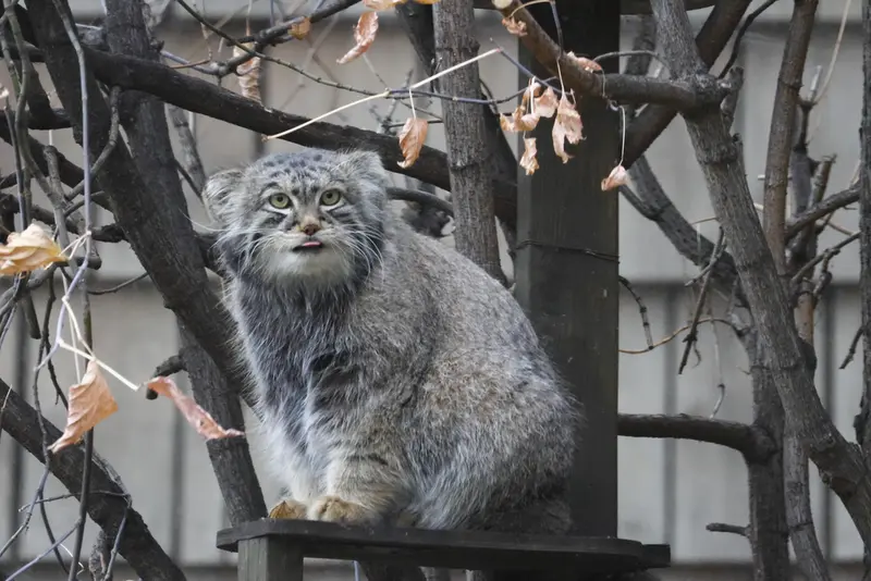 モスクワ動物園のティモフェイの写真