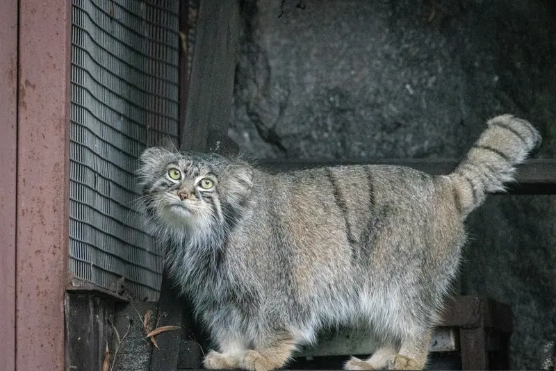 モスクワ動物園のティモフェイの写真