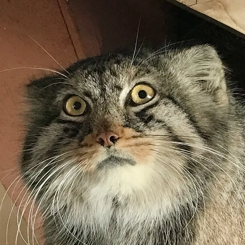 埼玉県こども動物自然公園のマヌルネコのシャル