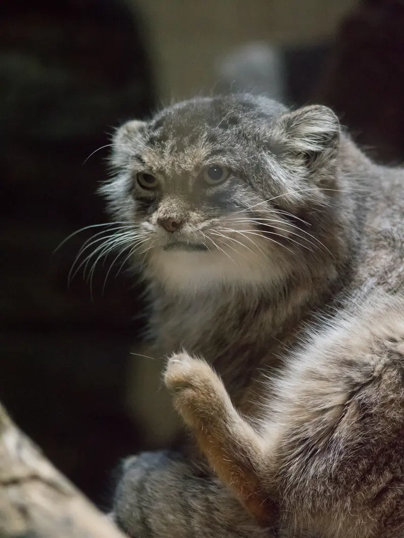恩賜上野動物園のプリームラの写真