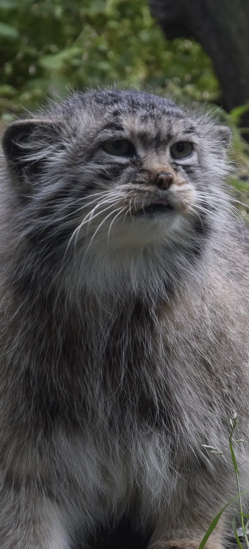ブダペスト動物園＆植物園のボルシカの写真