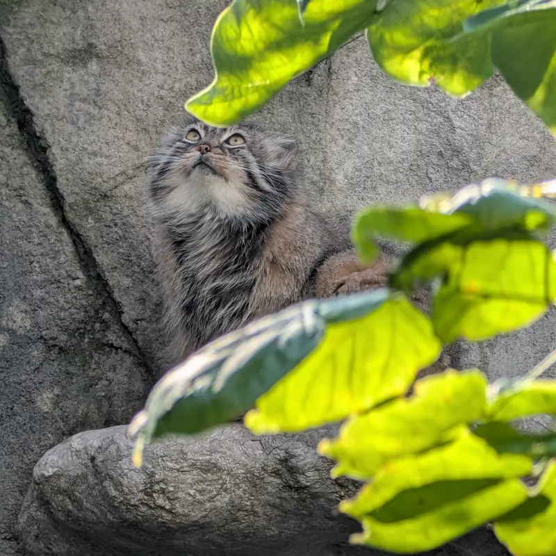 コロンバス動物園・水族館のティーナの写真