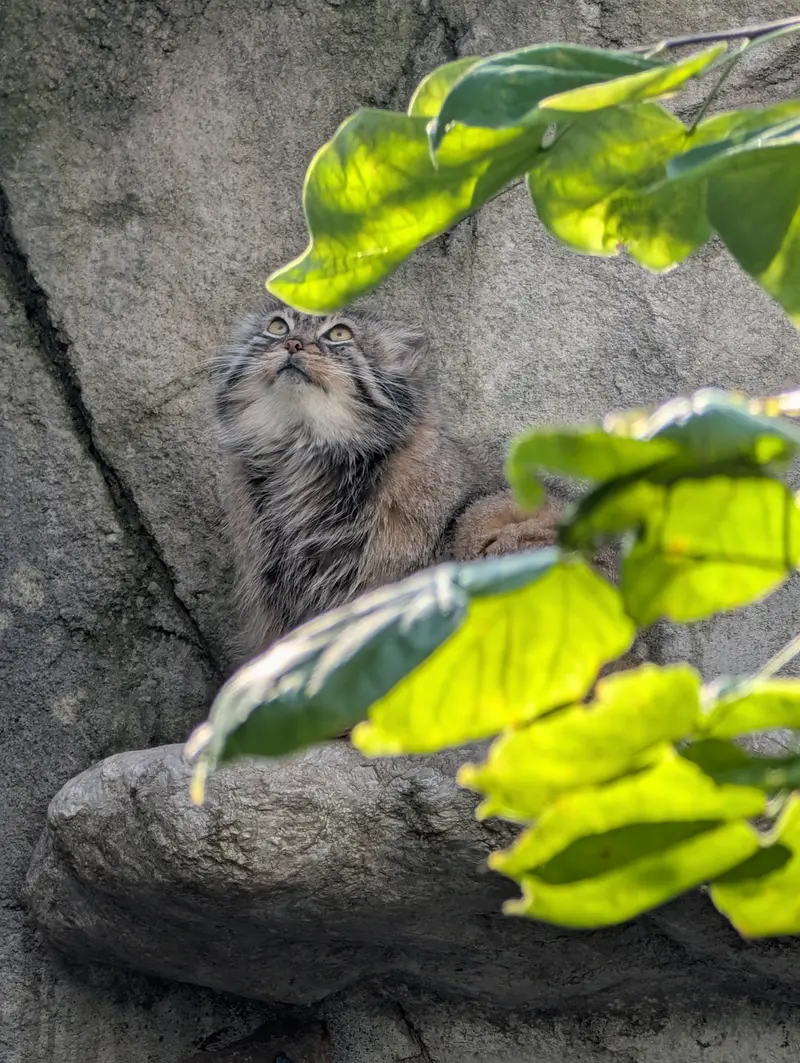 コロンバス動物園・水族館のティーナの写真