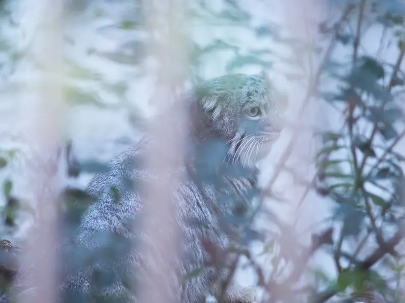 野毛山動物園のフィーガの写真