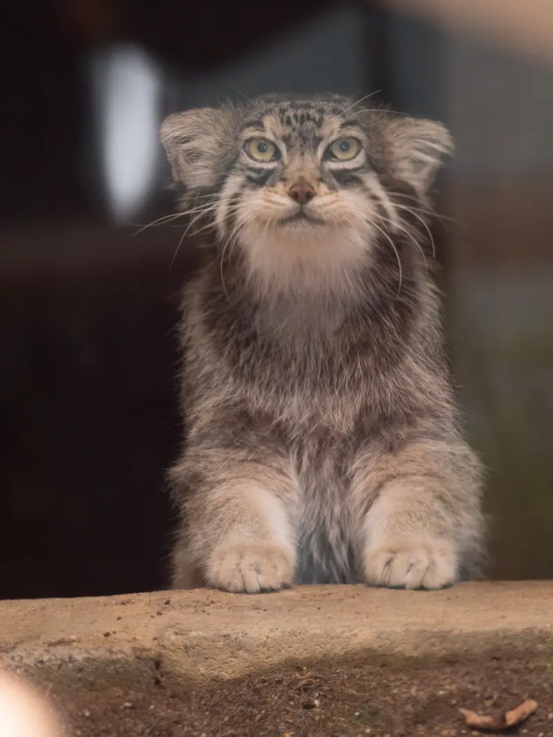 神戸市立王子動物園のイーリスの写真