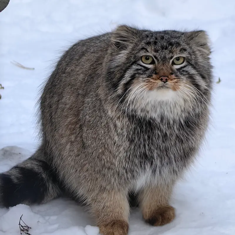 ノヴォシビルスク動物園のレオンの写真