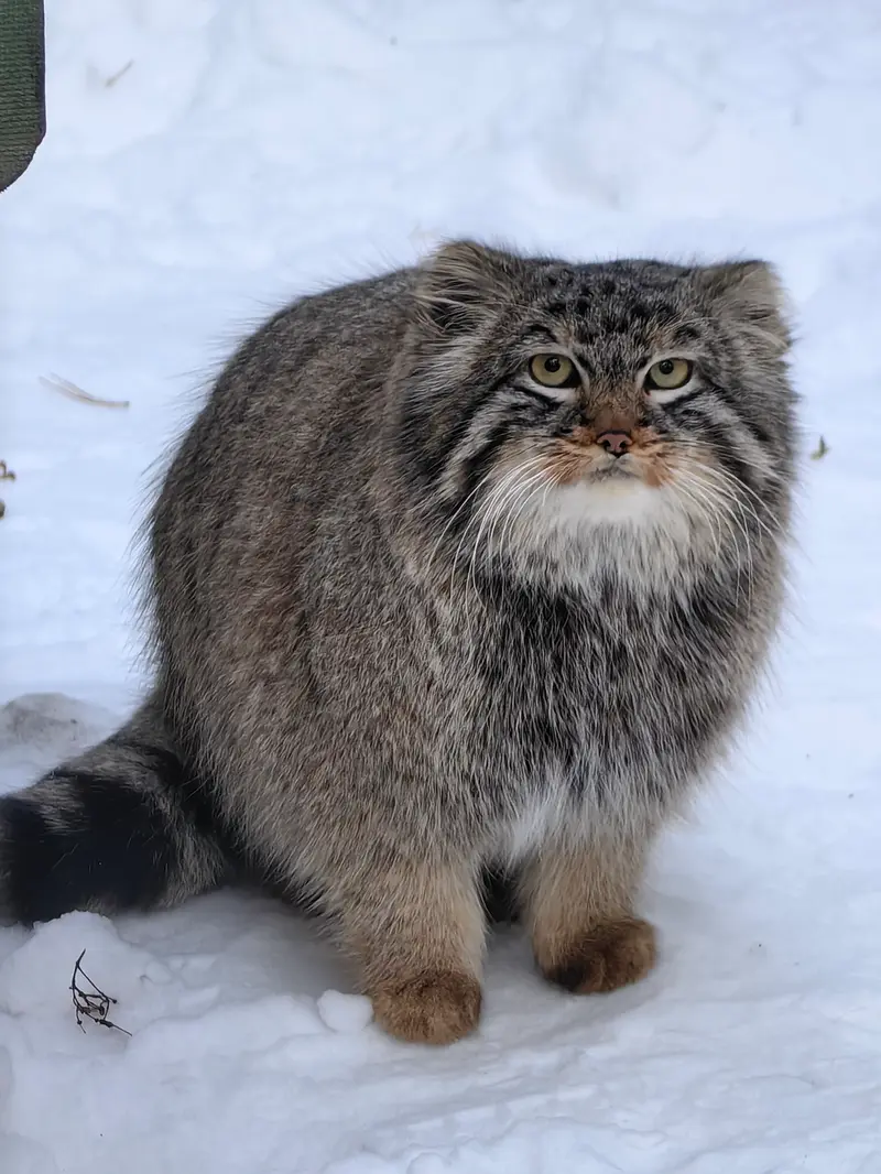 ノヴォシビルスク動物園のレオンの写真