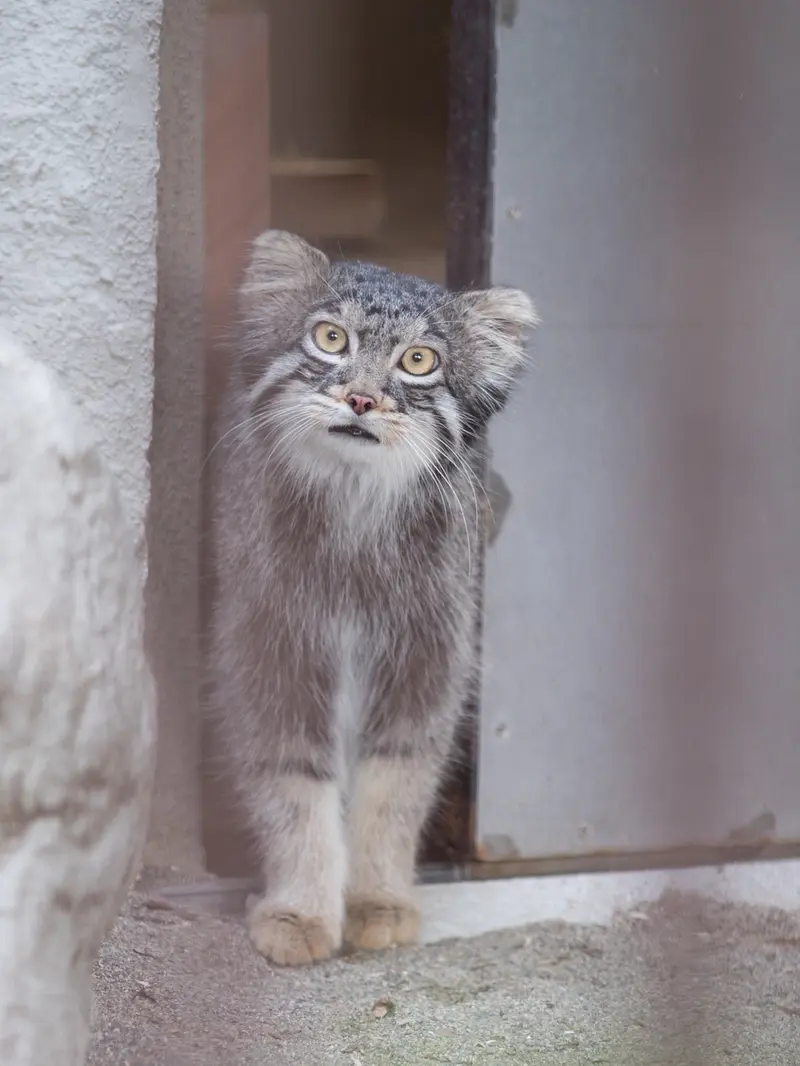野毛山動物園のフィーガの写真