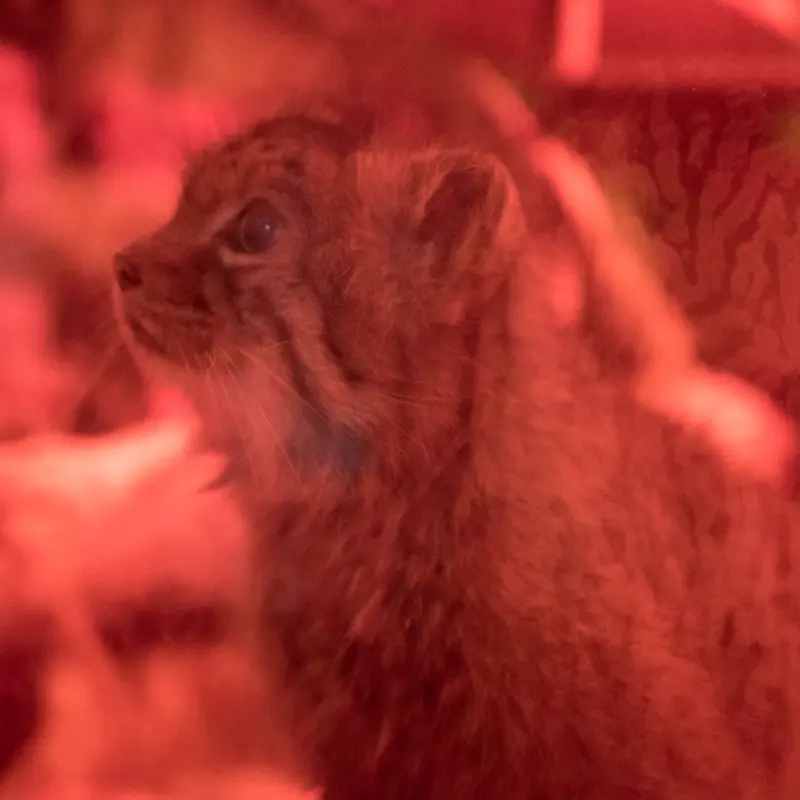 恩賜上野動物園のナイマの写真