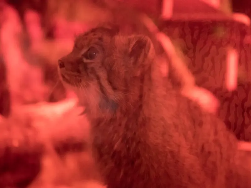 恩賜上野動物園のナイマの写真