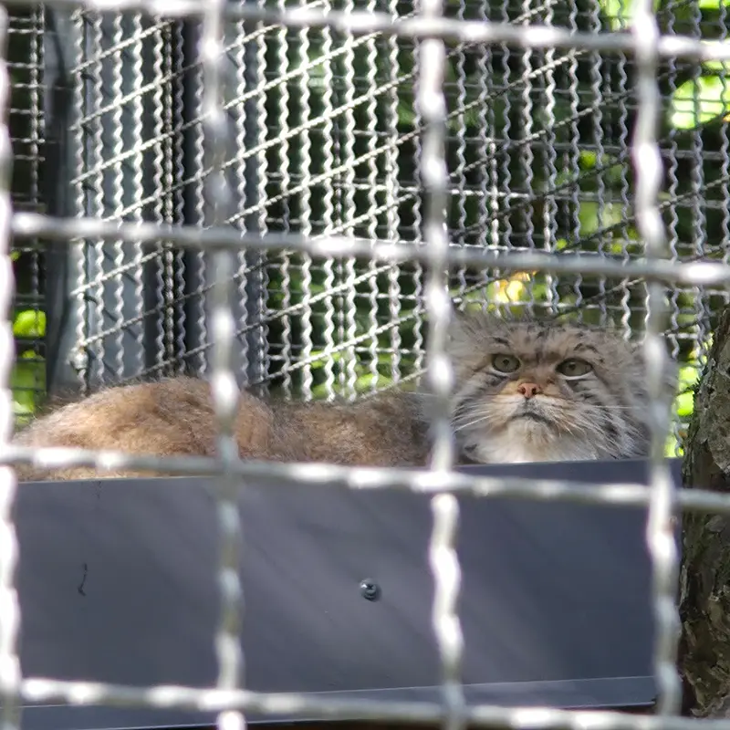 リトアニア動物園のメリッサの写真