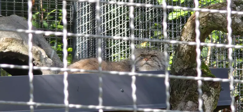 リトアニア動物園のメリッサの写真