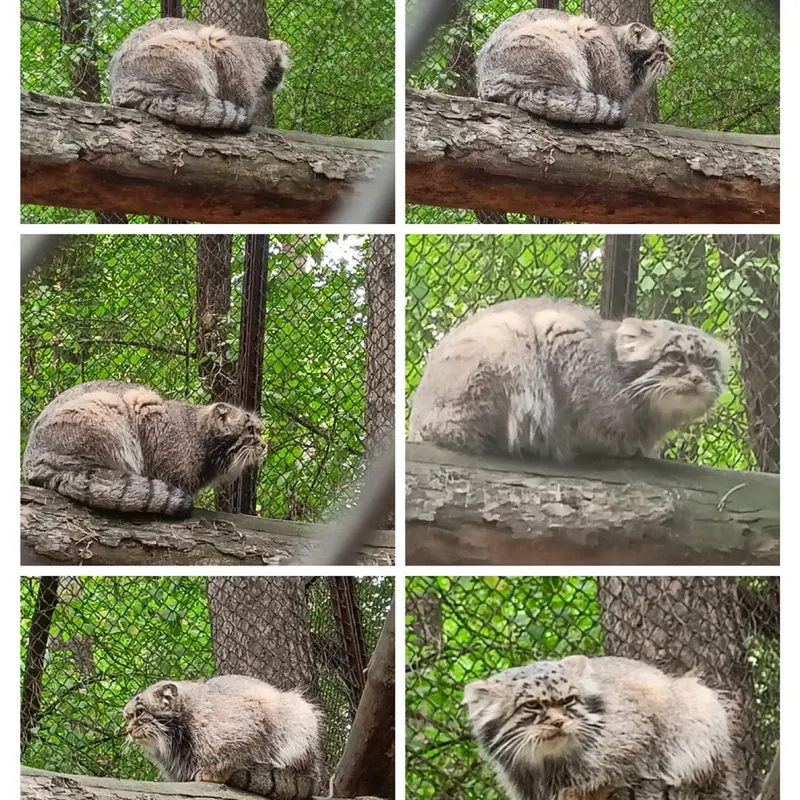 ノヴォシビルスク動物園のジョージの写真
