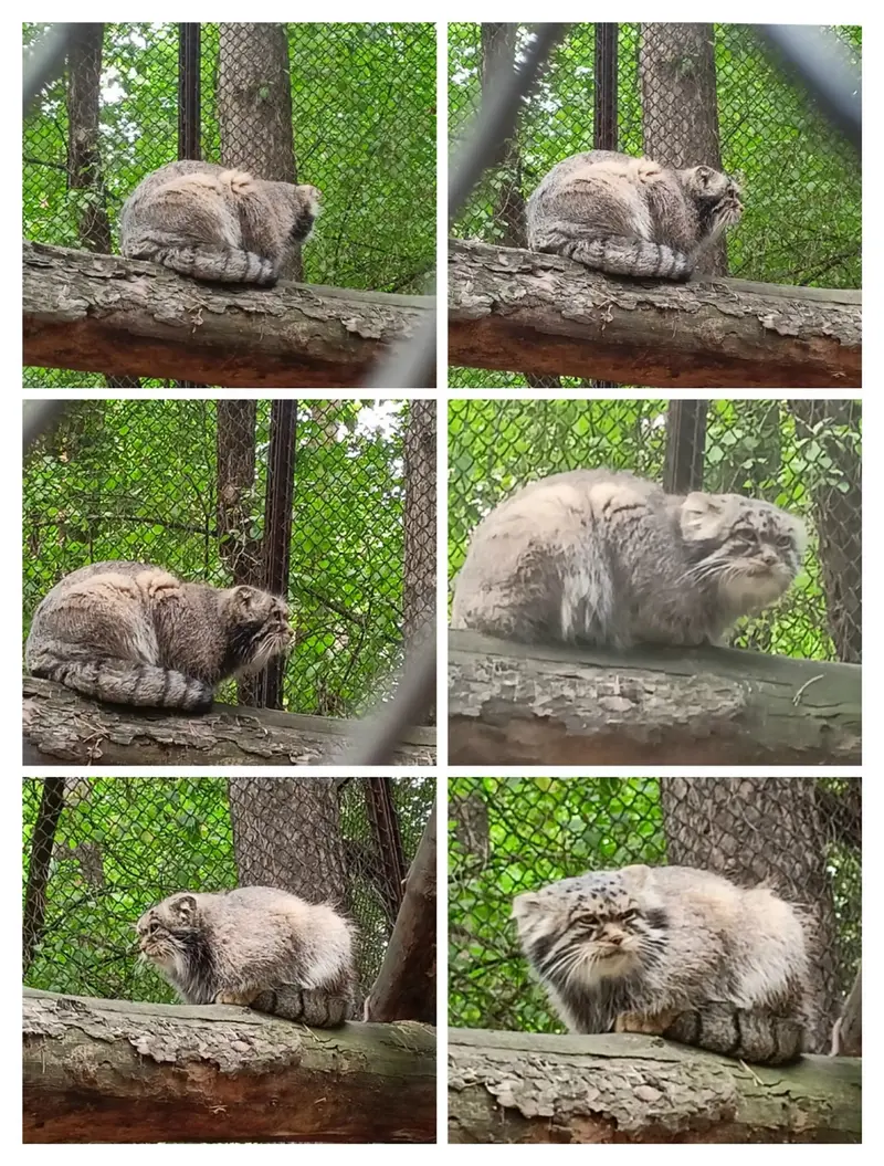 ノヴォシビルスク動物園のジョージの写真