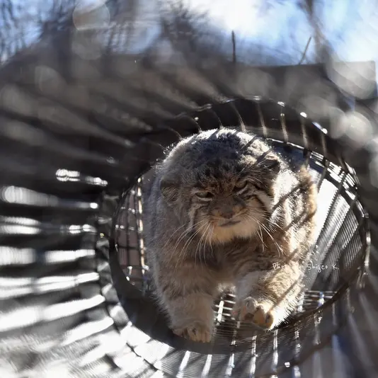 埼玉県こども動物自然公園のセバスチャンの写真