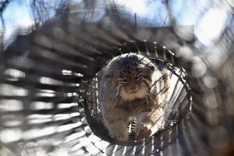 埼玉県こども動物自然公園のセバスチャンの写真